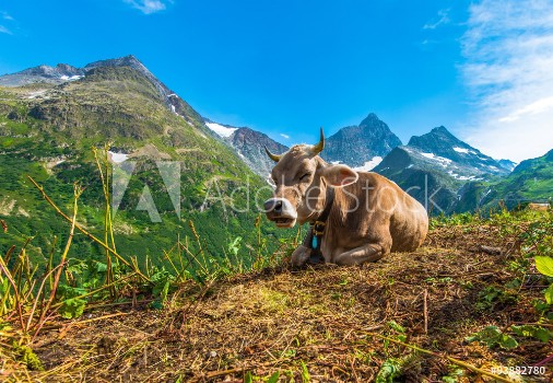 Picture of Alpine Region Cow